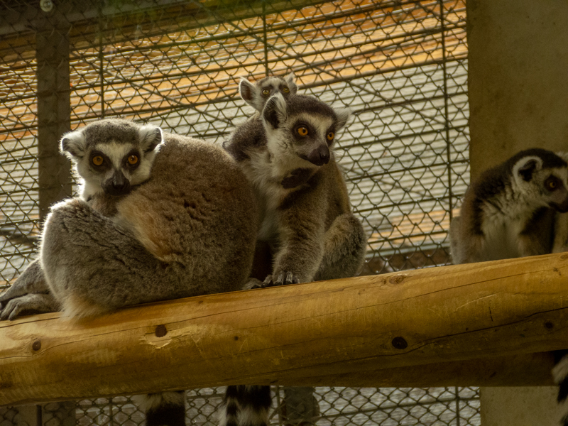 ring-tailed lemur (Lemur catta)
