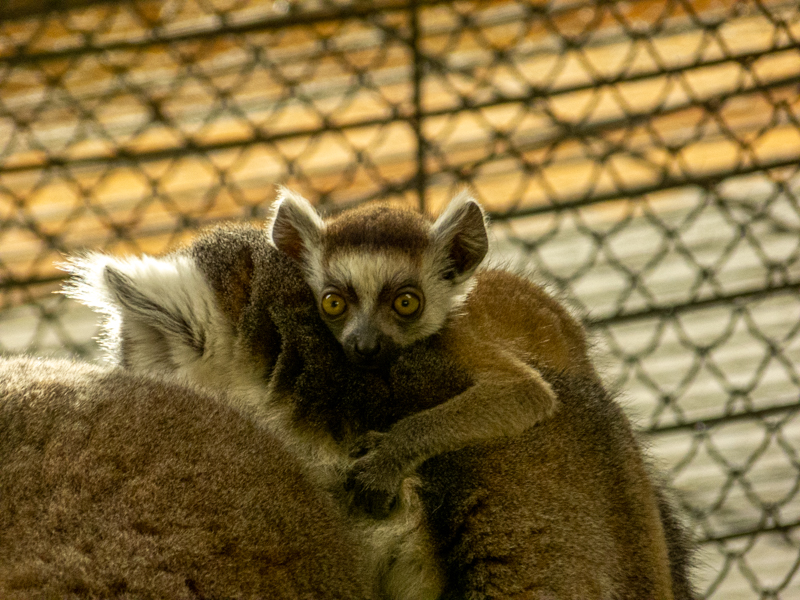 ring-tailed lemur (Lemur catta)