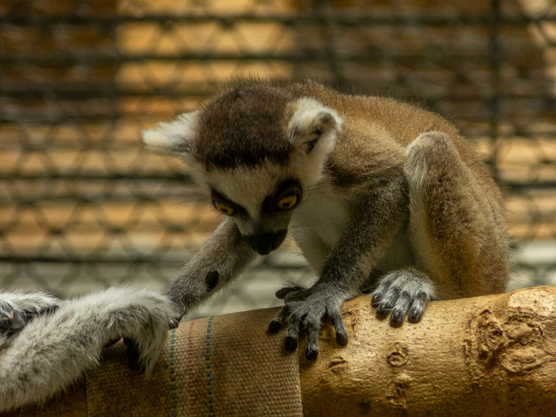 ring-tailed lemur (Lemur catta)