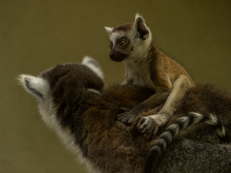 ring-tailed lemur (Lemur catta)