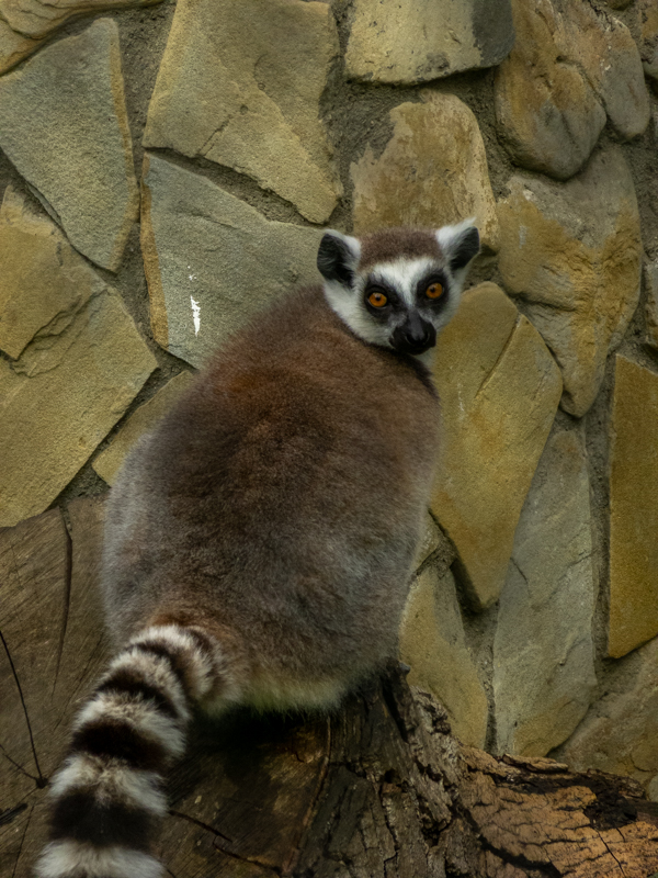Ring-tailed lemur (Lemur catta)