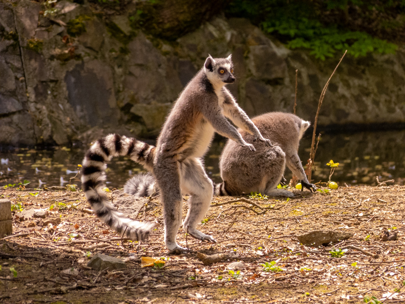 Ring-tailed lemur (Lemur catta)