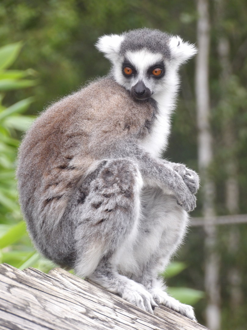 Ring-Tailed Lemur (Lemur catta)