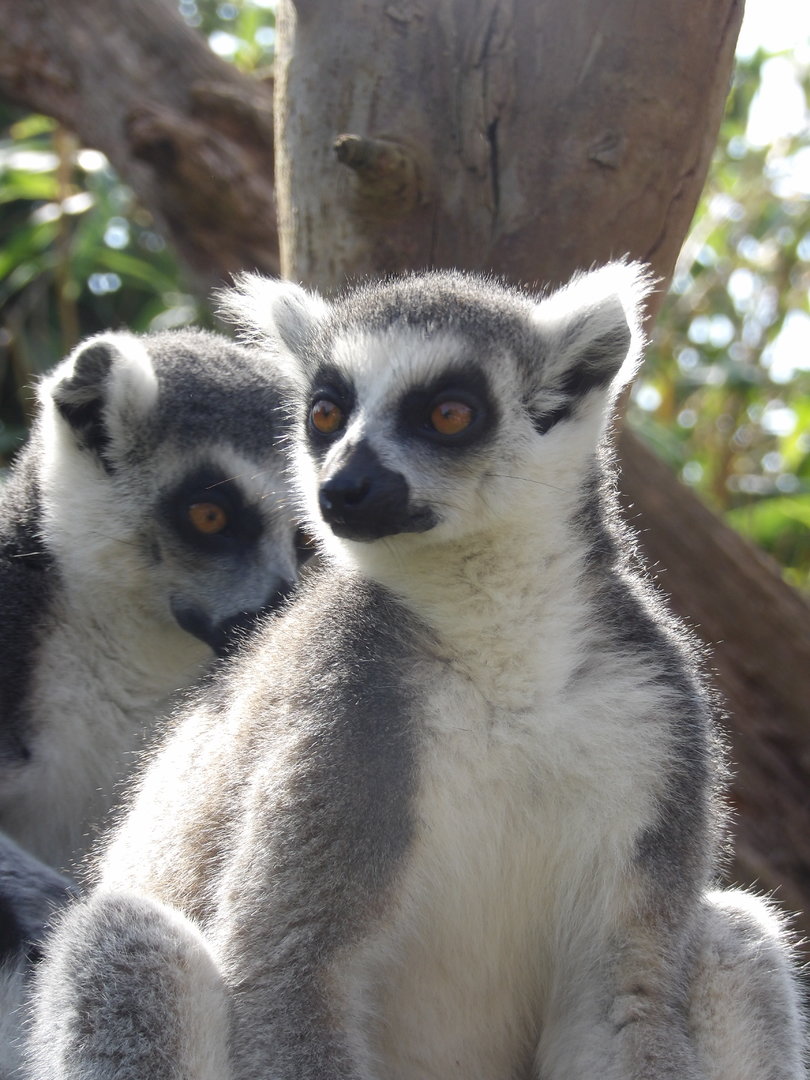 Ring-Tailed Lemur (Lemur catta)
