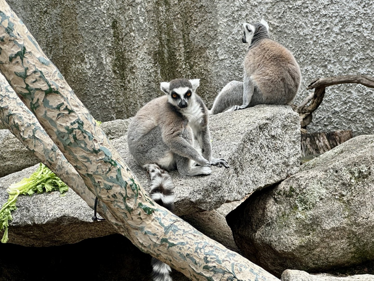 Ring-tailed Lemur (Lemur catta)