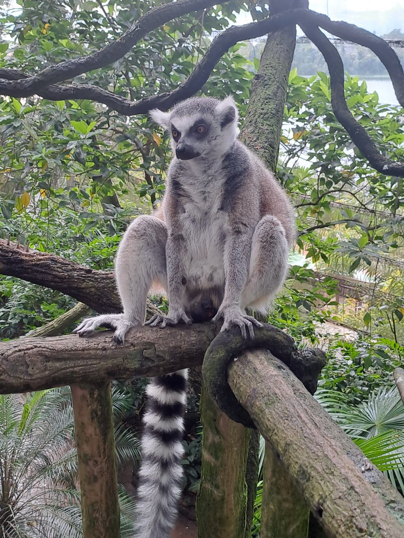 Ring-tailed Lemur(Lemur catta)
