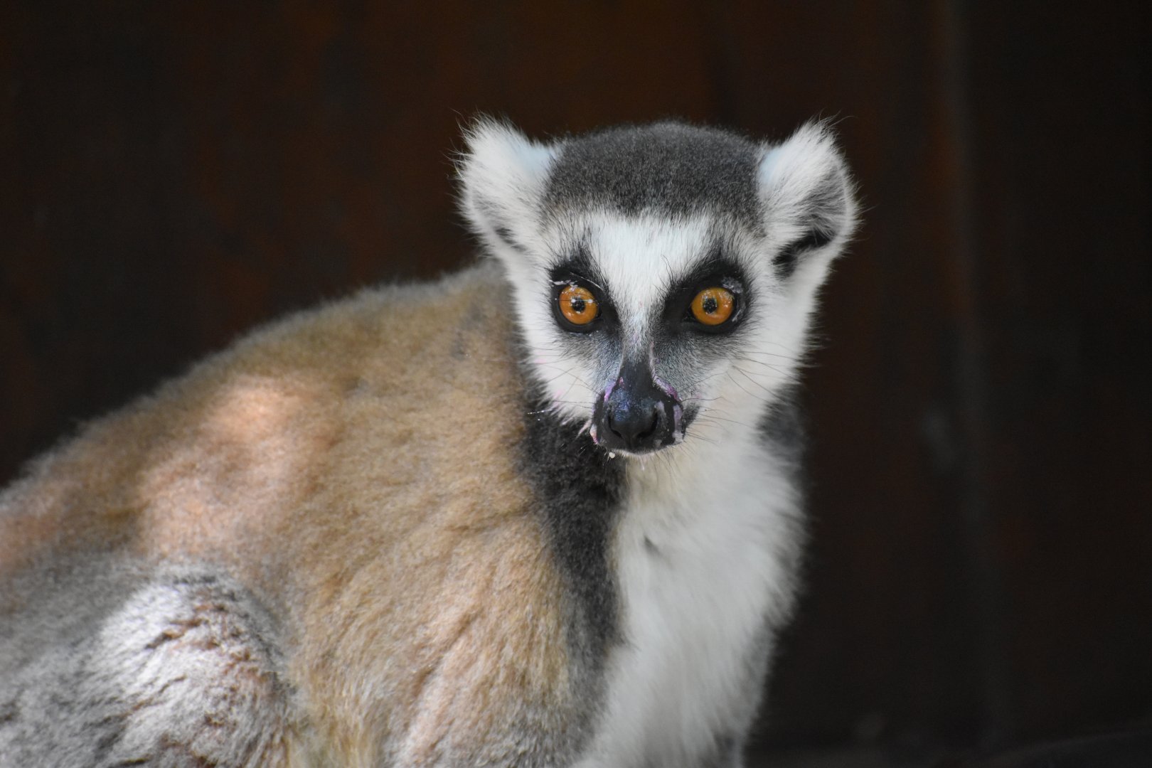 Ring-tailed lemur (Lemur catta)