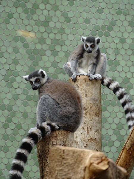 Ring-tailed lemur (Lemur catta)