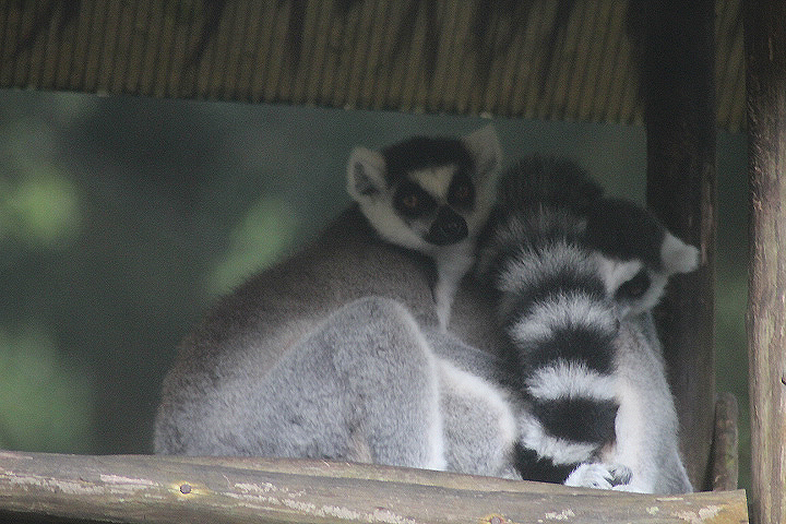 Ring-tailed lemur (Lemur catta)