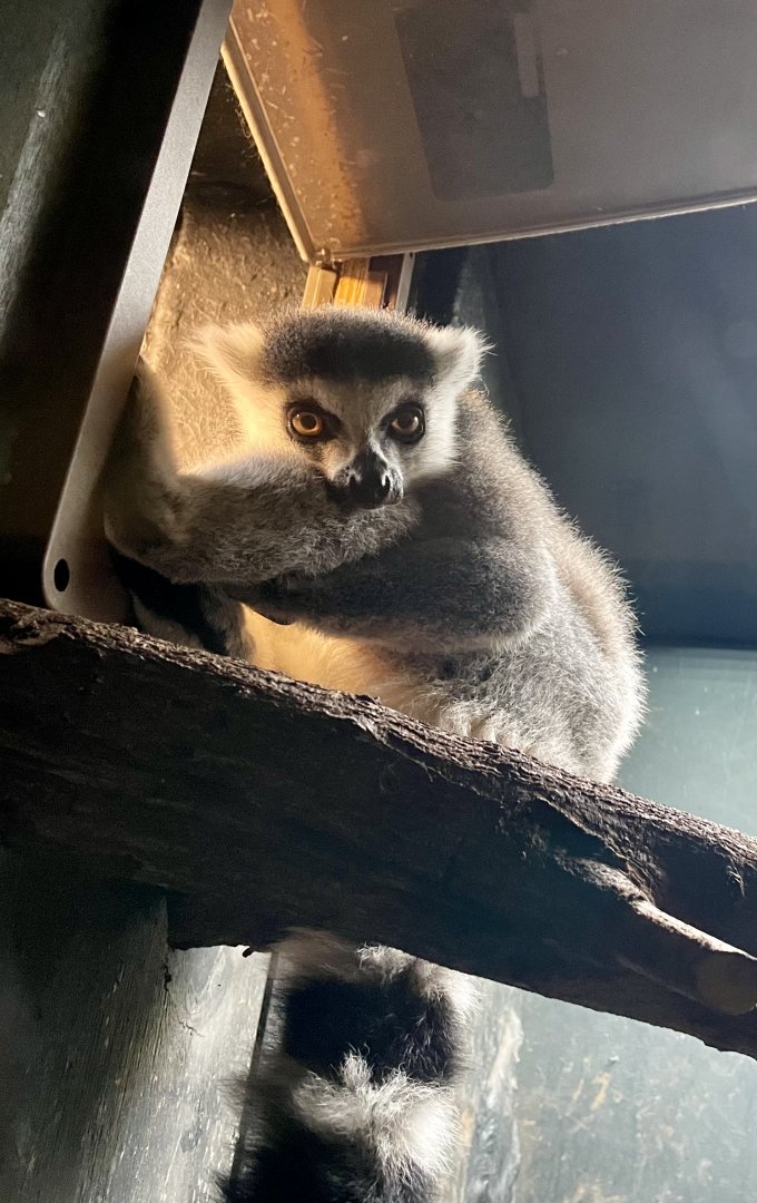 Ring-tailed Lemur, Lemur catta