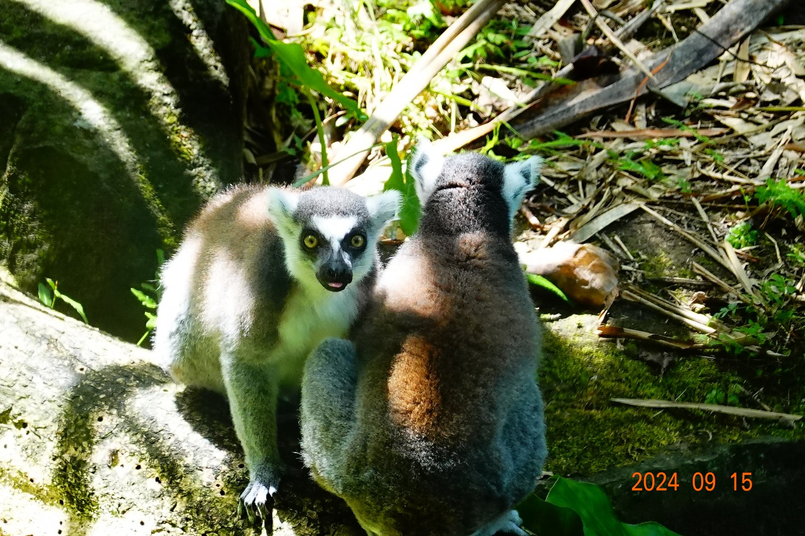Ring-tailed Lemur (Lemur catta)