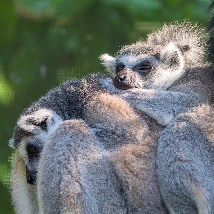 Ring-tailed Lemur (Lemur Catta)