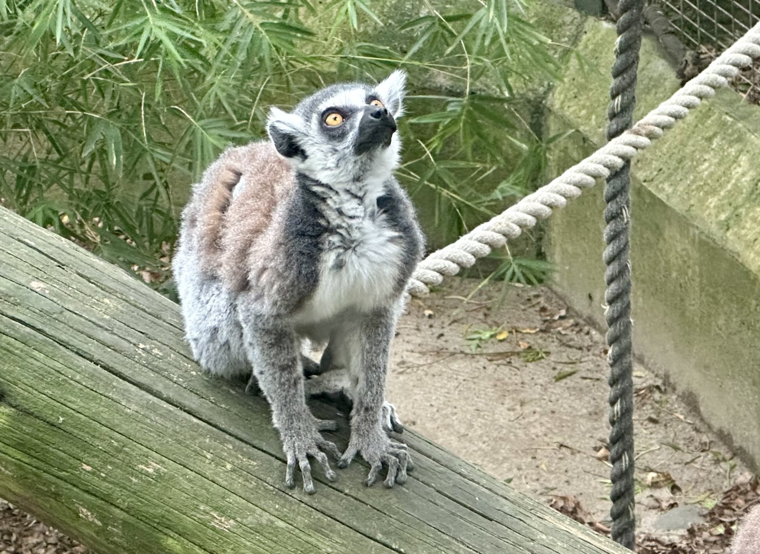 Ring-tailed lemur (Lemur catta)