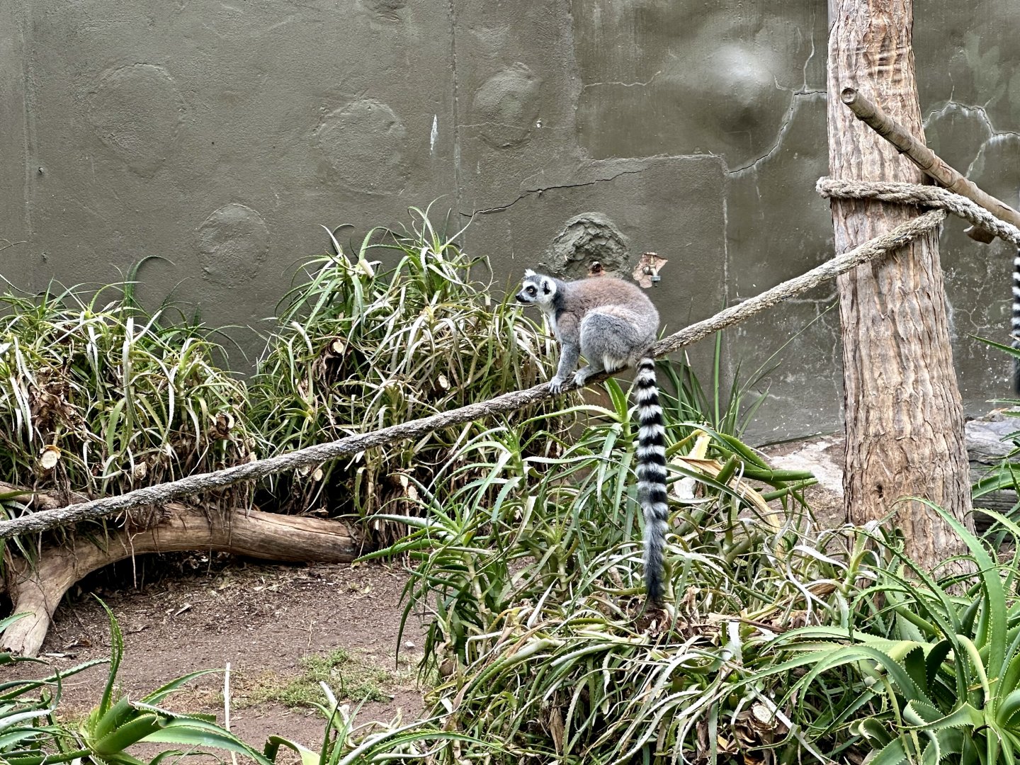 Ring-tailed lemur (Lemur catta)