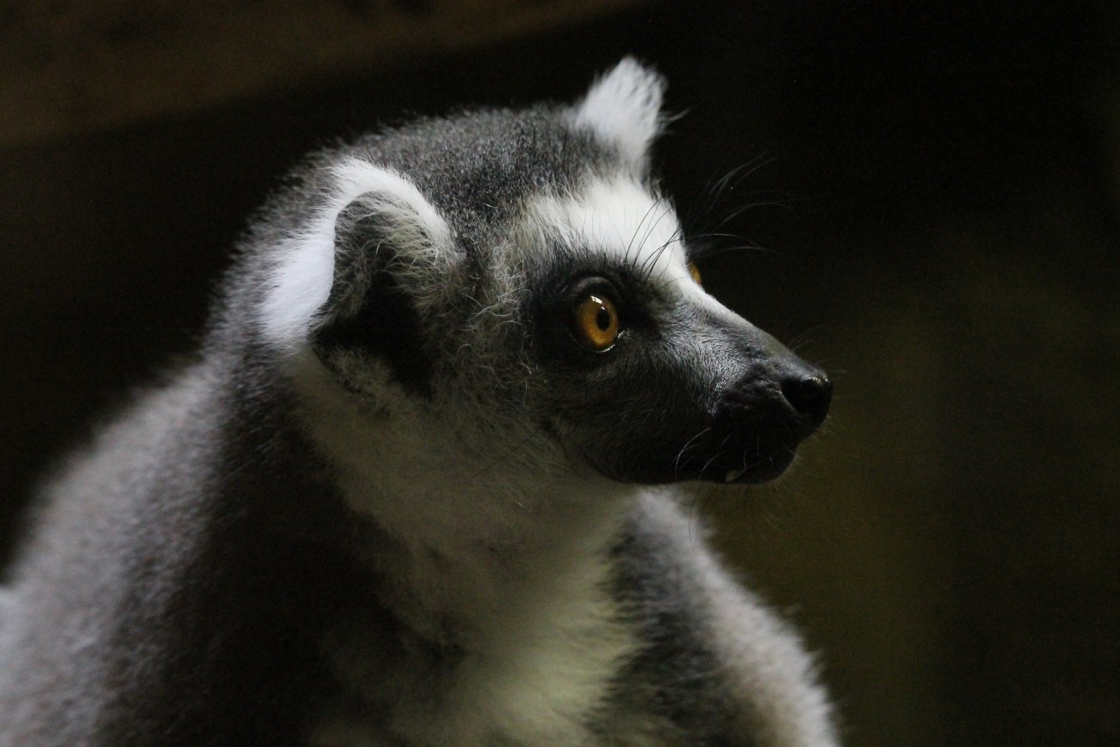 Ring-Tailed Lemur (Lemur catta)