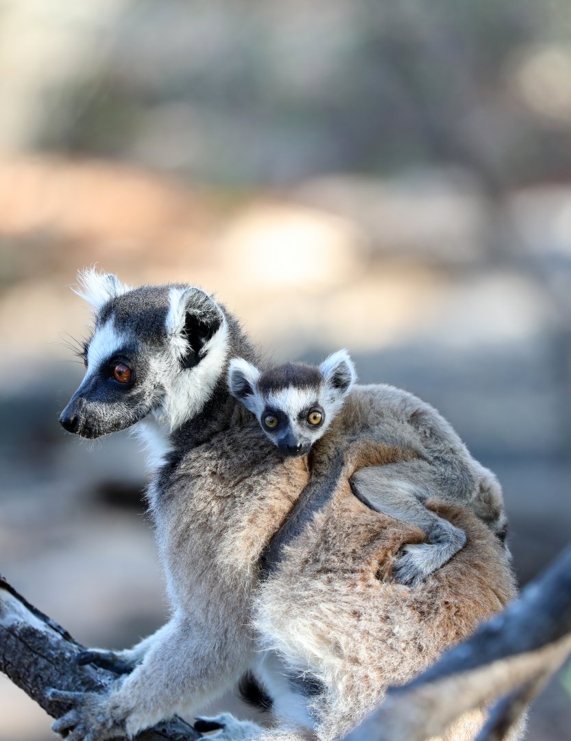 ring-tailed lemur (Lemur catta)