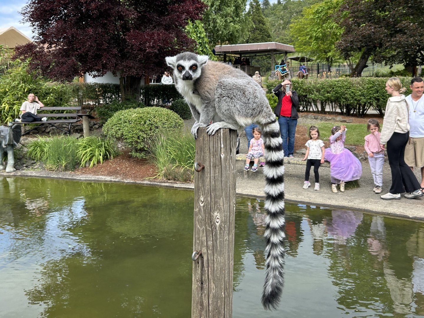 Ring-tailed lemur (Lemur catta)