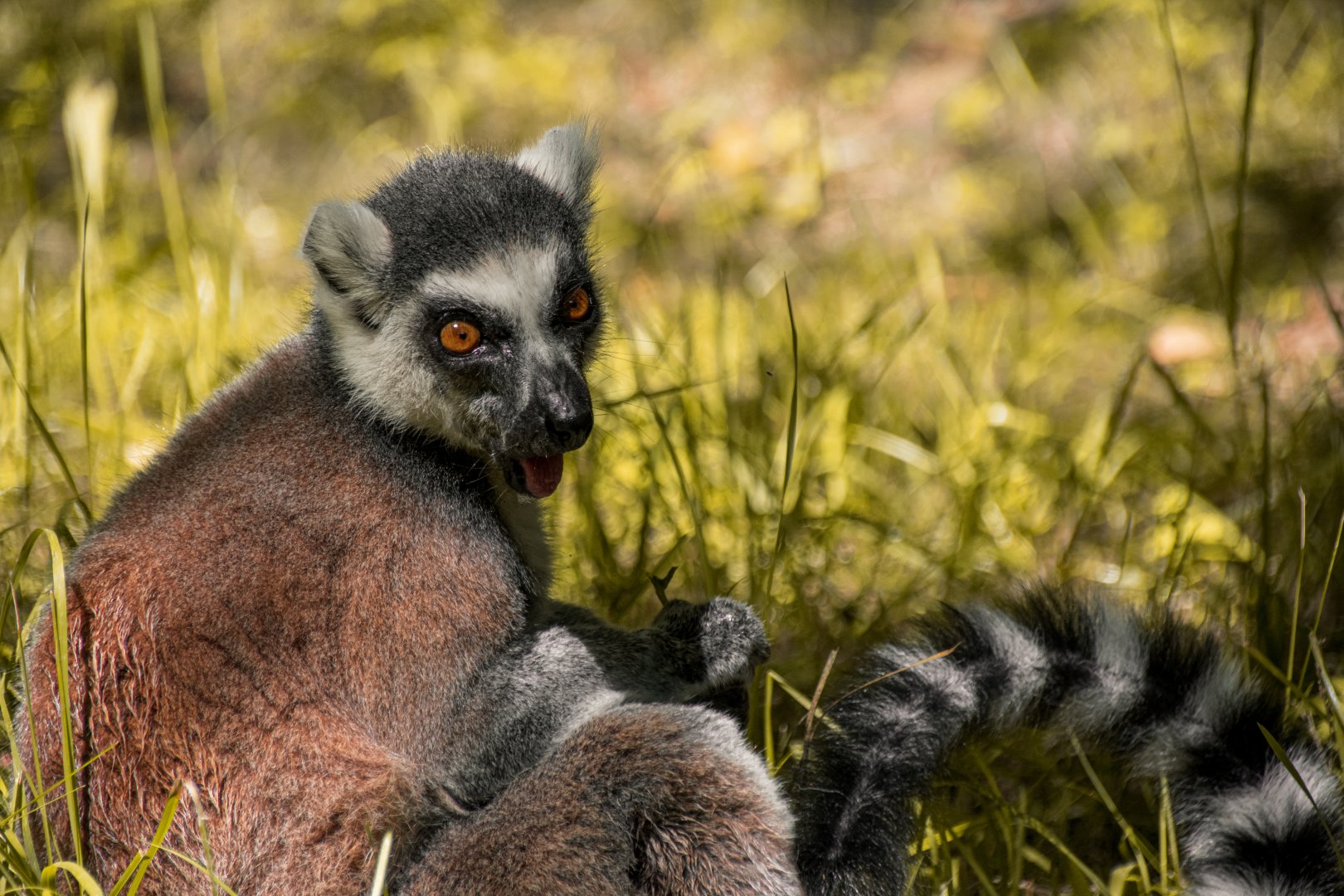 Ring-tailed lemur (Lemur catta)