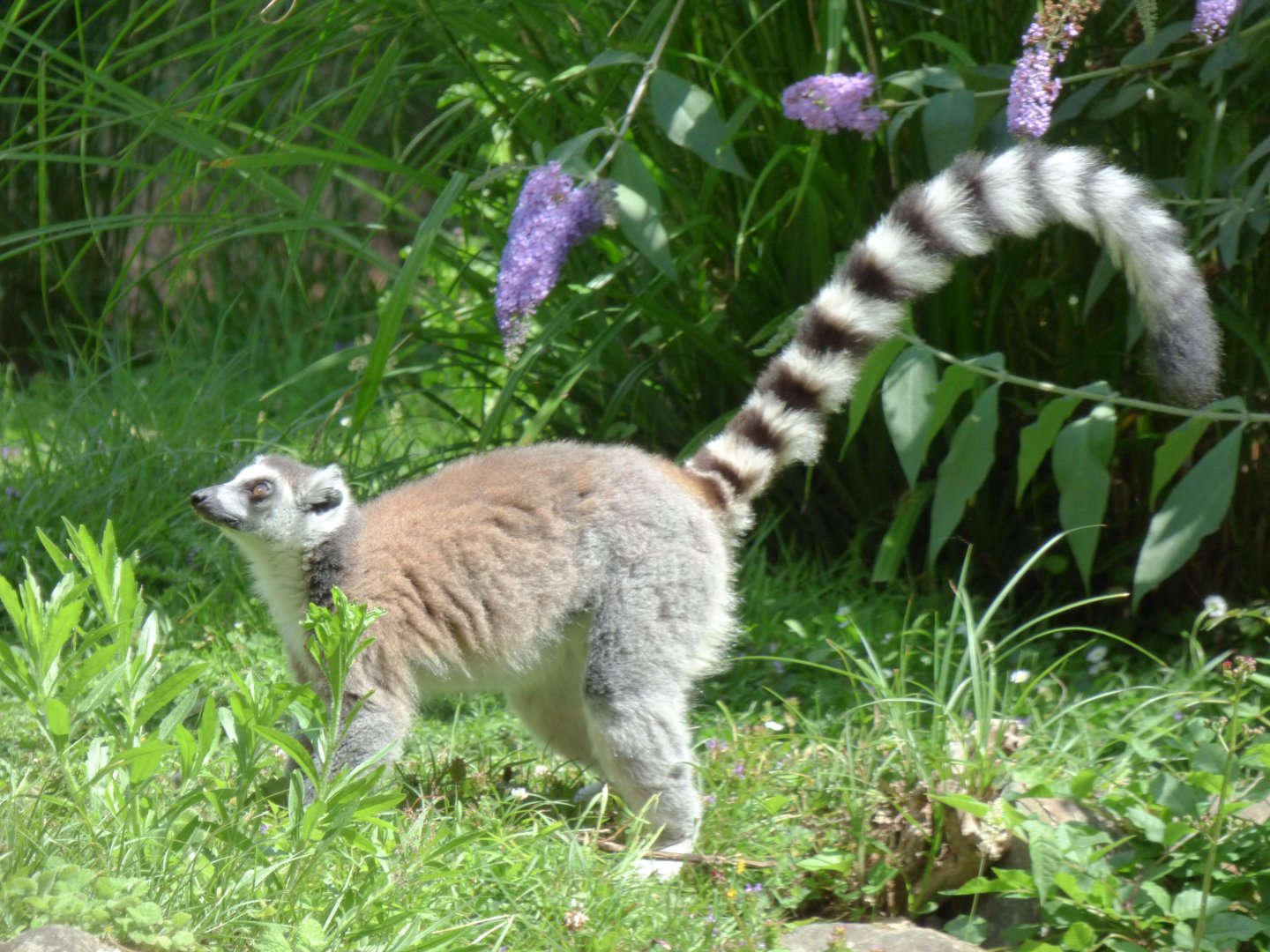 Ring-tailed lemur (Lemur catta)