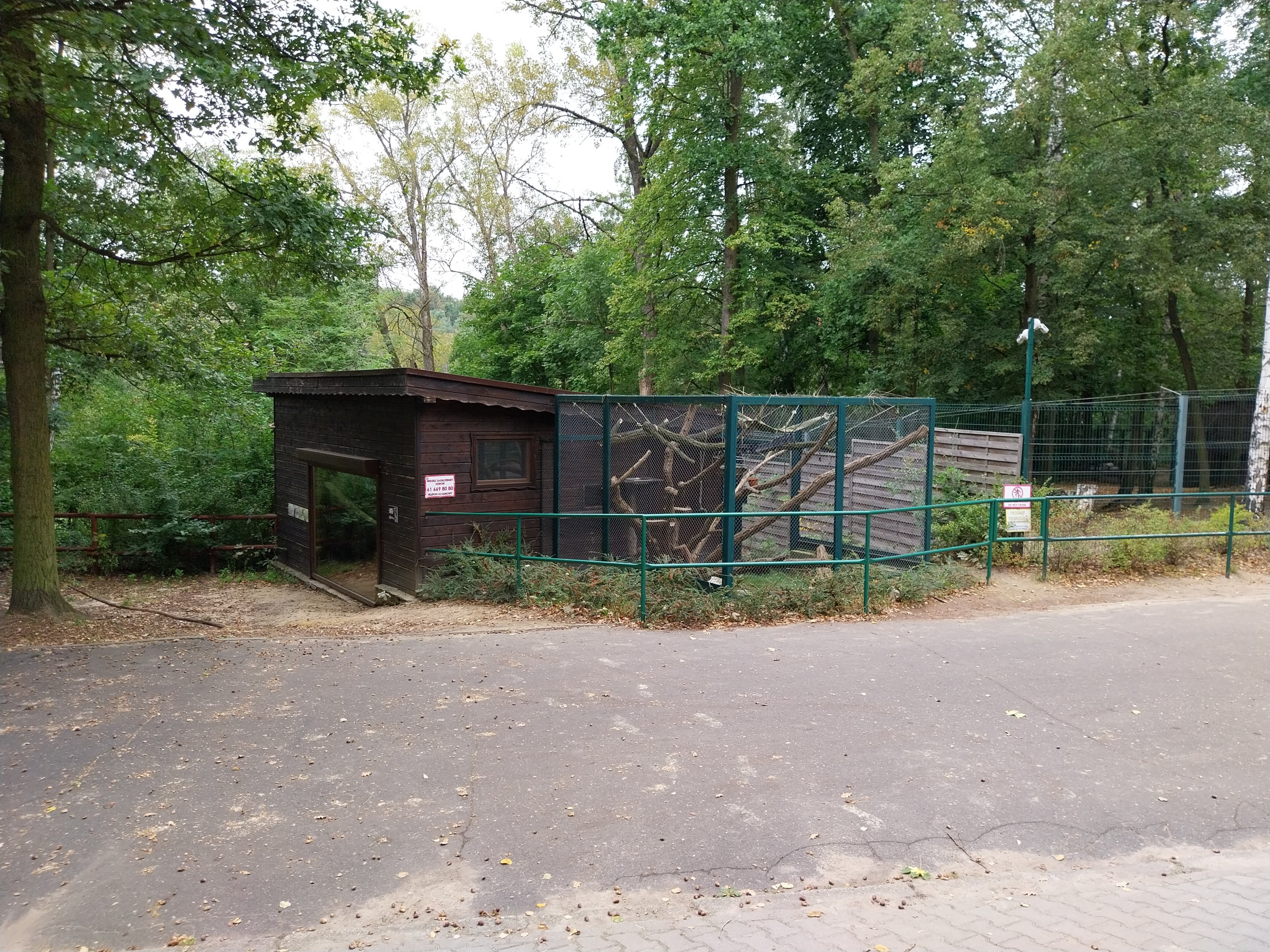 Ring-tailed Lemur (Lemur catta)