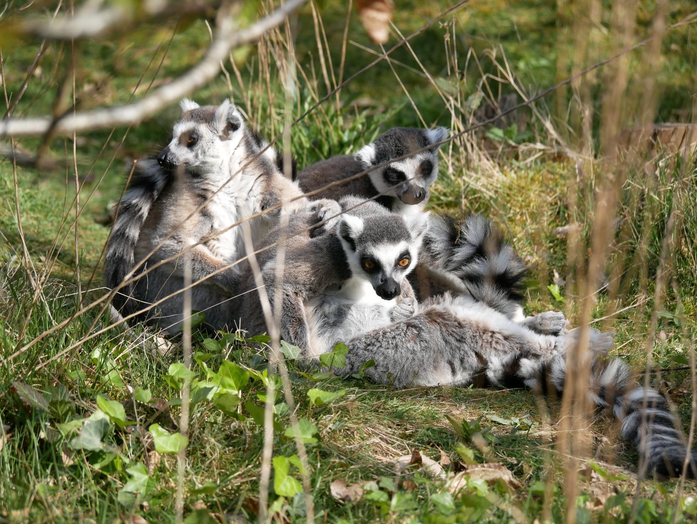 Ring-tailed lemur (Lemur catta)