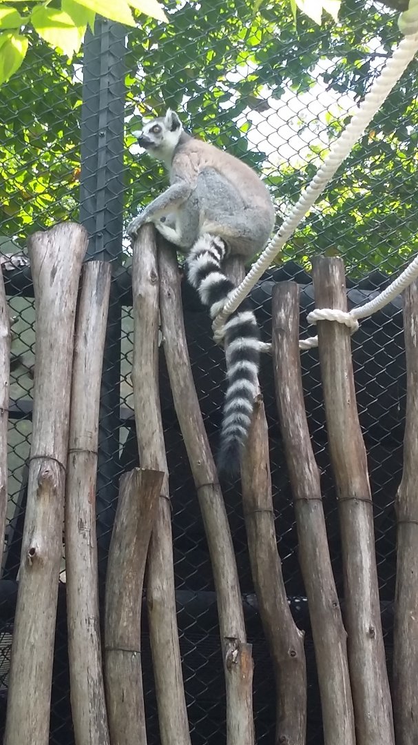 Ring-tailed lemur (Lemur catta)