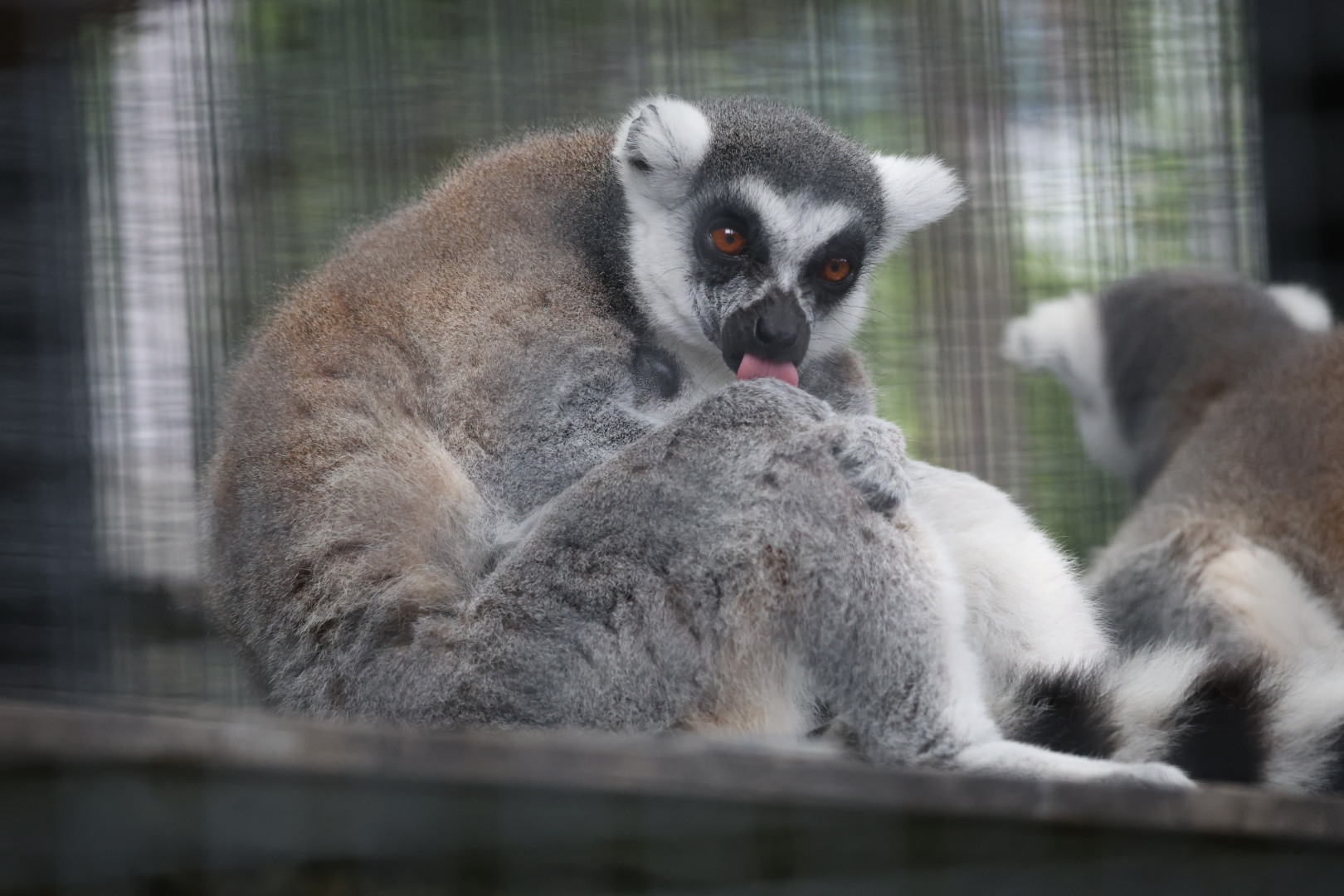 Ring-tailed lemur (Lemur catta)