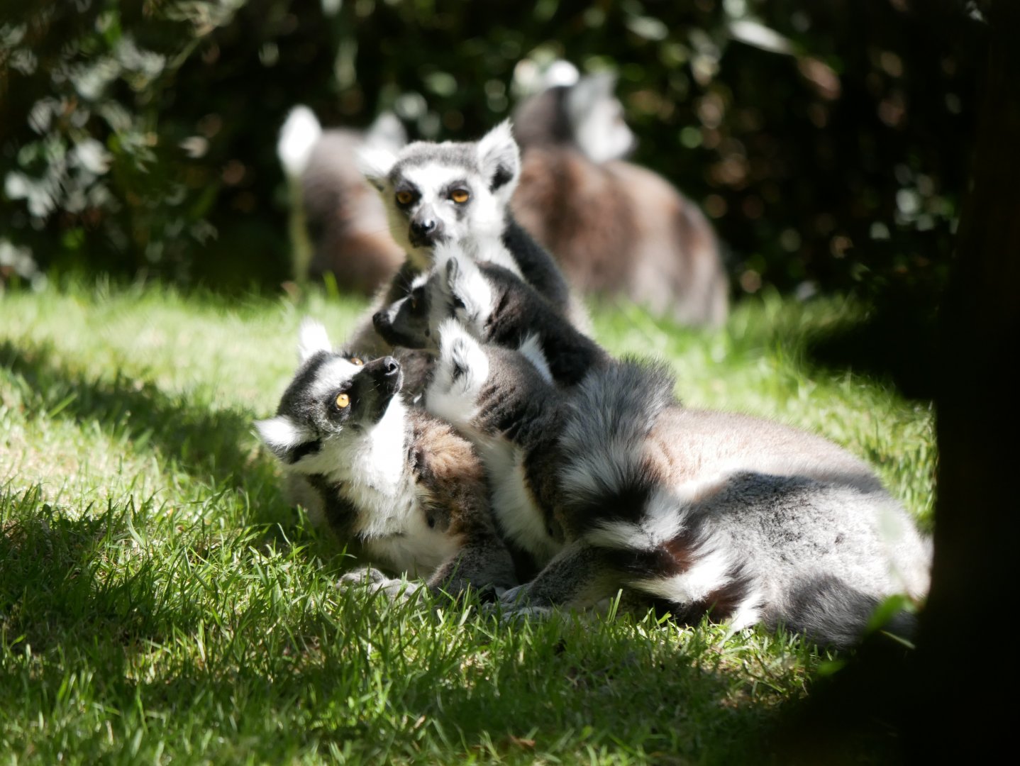 Ring-tailed lemur (Lemur catta)