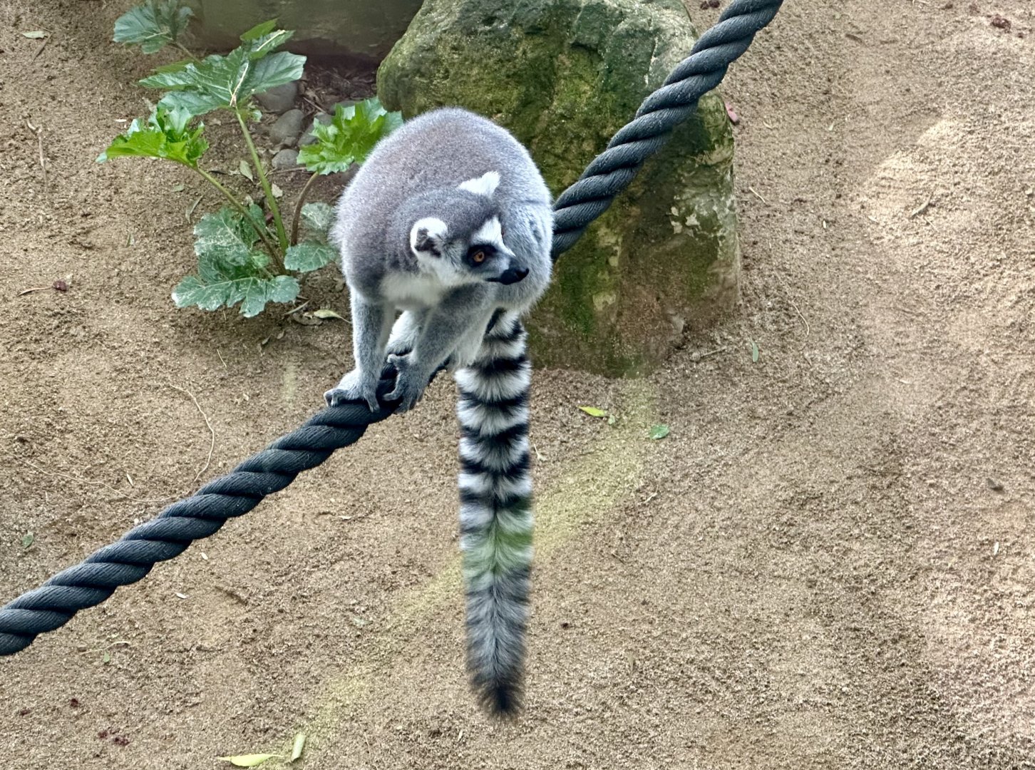 Ring-tailed lemur (Lemur catta)