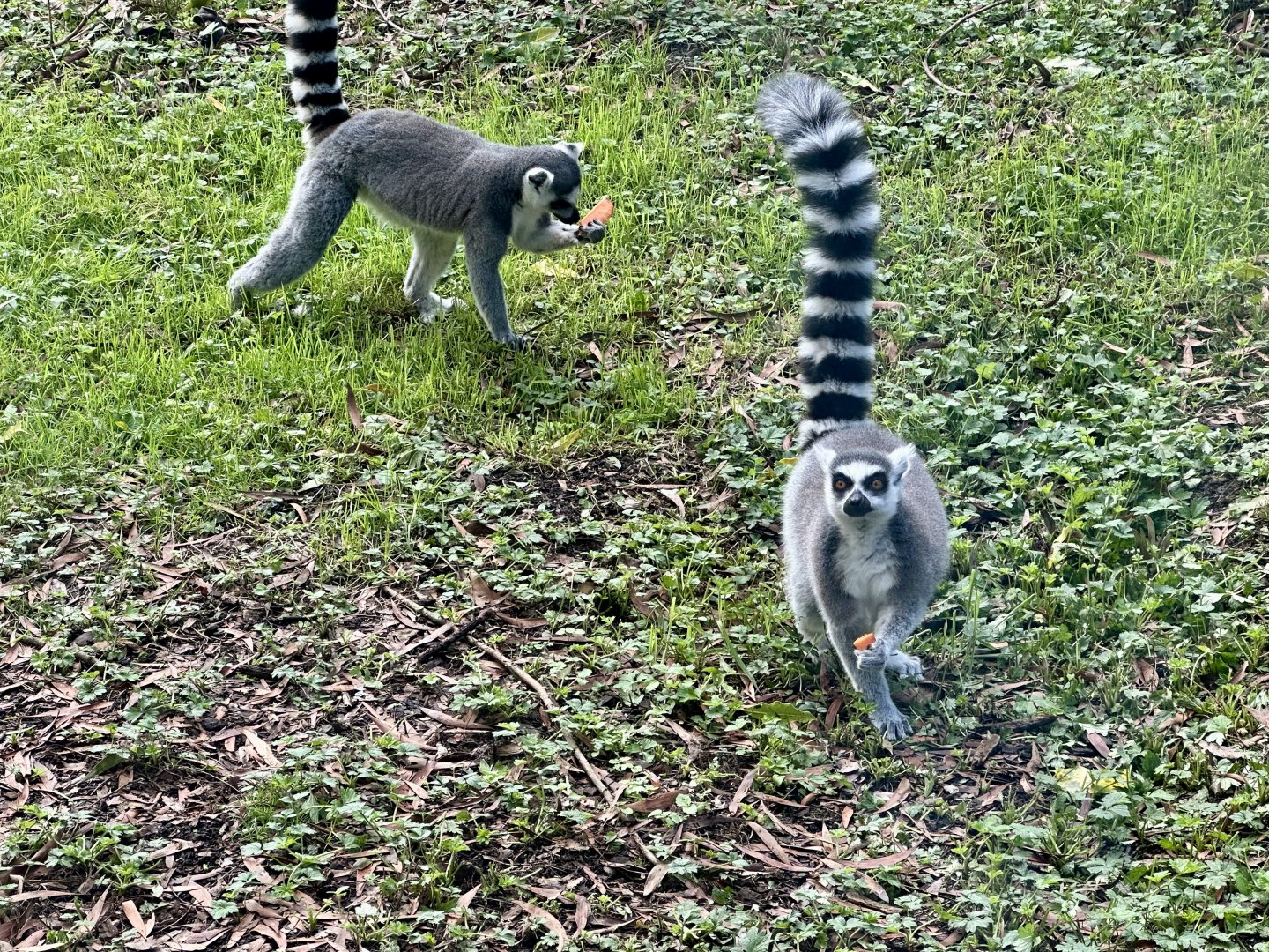 Ring-tailed lemur (Lemur catta)