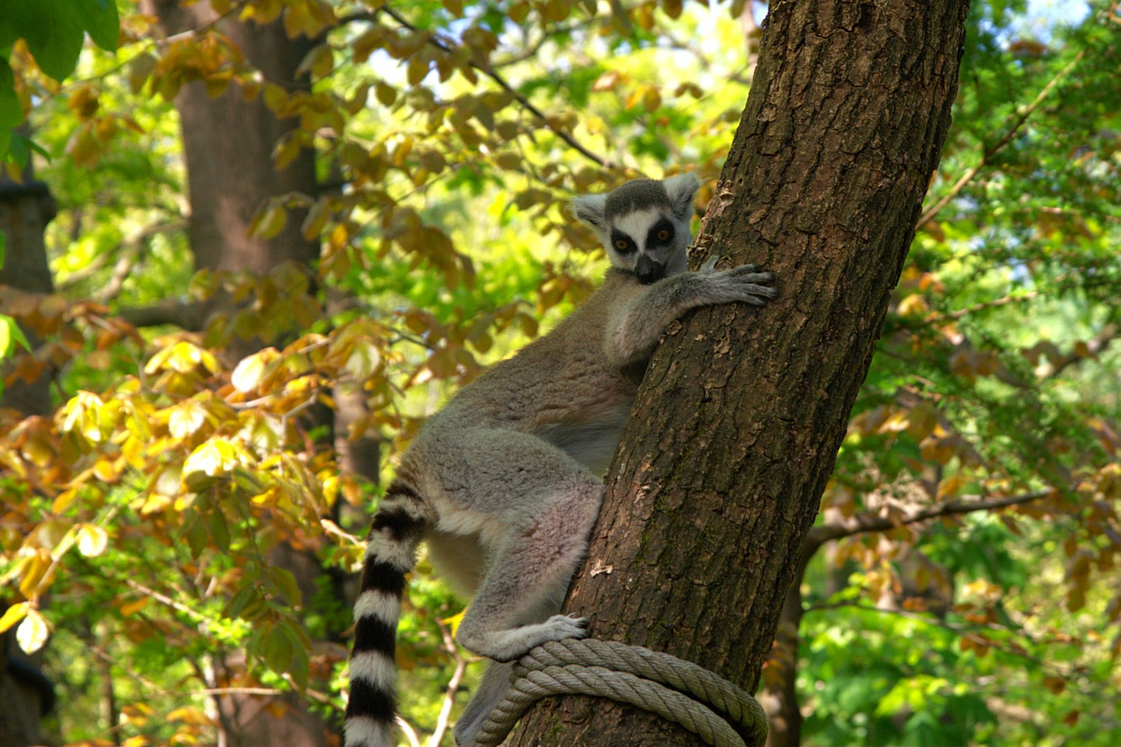 Ring-tailed Lemur (Lemur catta)