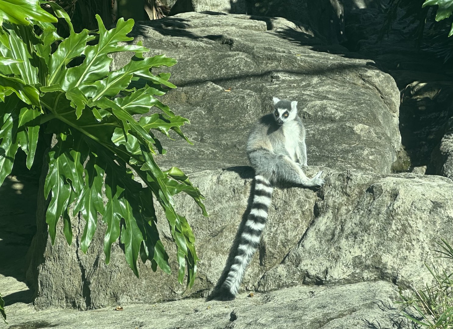 Ring-tailed lemur (Lemur catta)