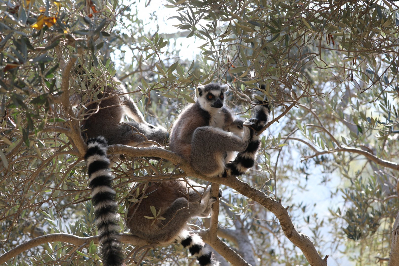 ring-tailed lemur (Lemur catta)