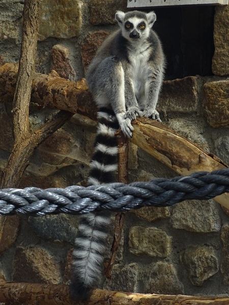 Ring-tailed lemur (Lemur catta)