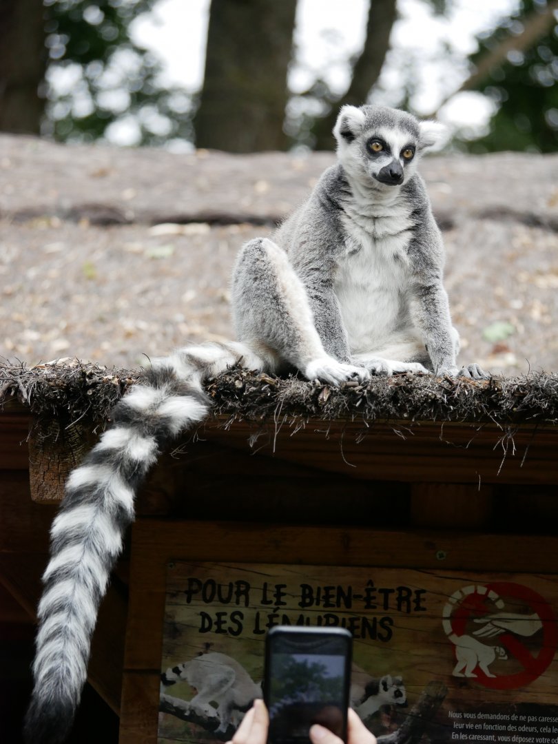 Ring-tailed lemur (Lemur catta)