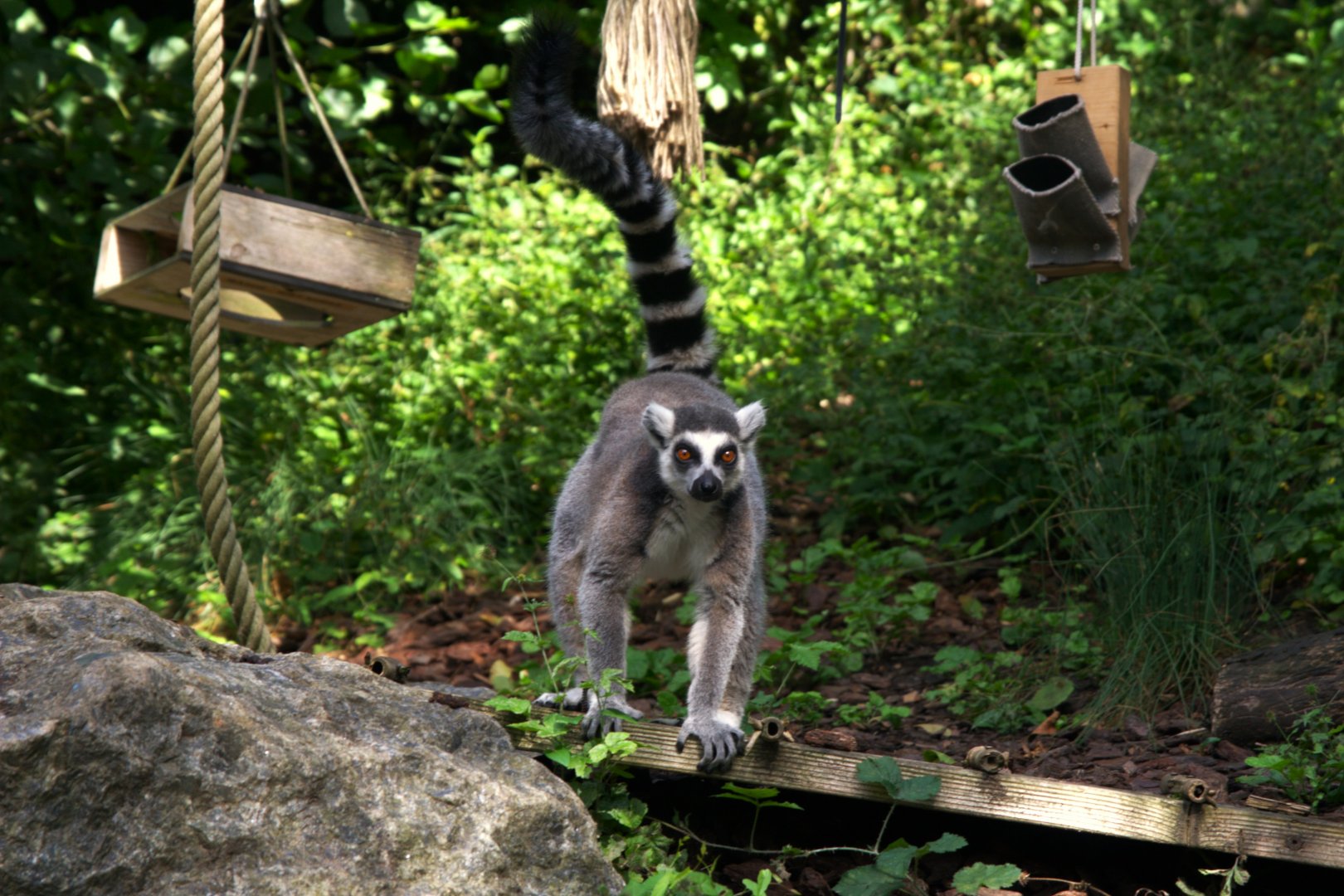 Ring-tailed Lemur (Lemur catta)