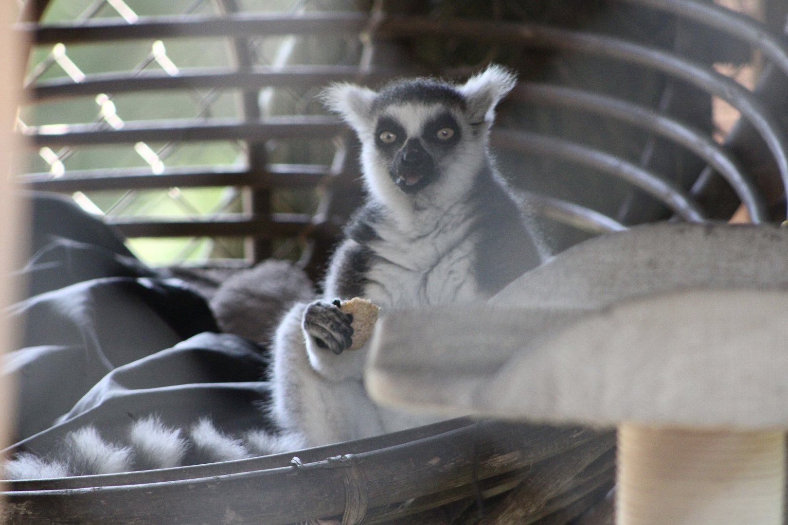Ring-Tailed Lemur (Lemur catta)