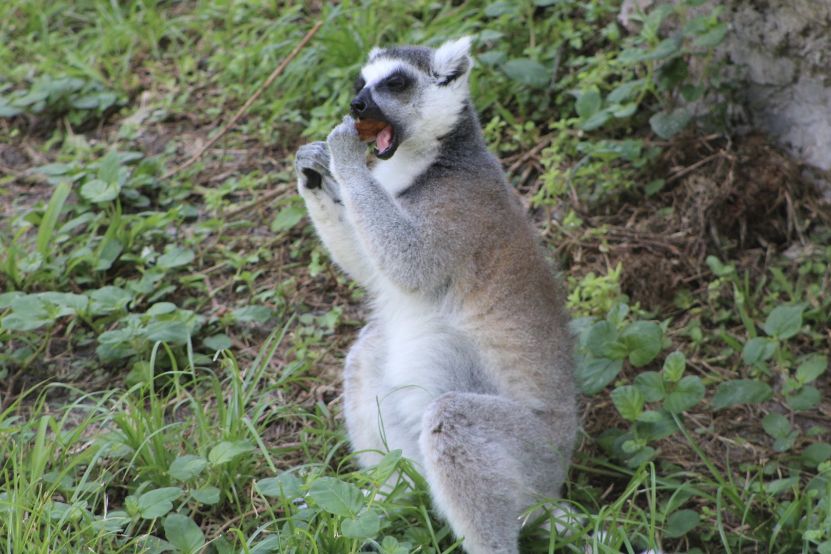Ring-Tailed Lemur (Lemur catta)