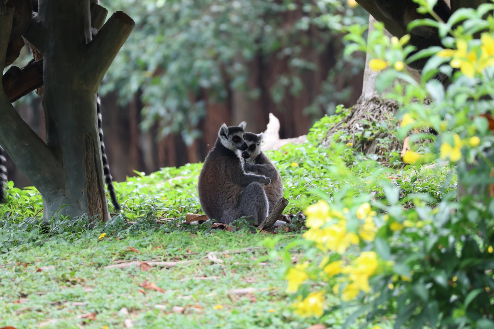 Ring-tailed lemur (Lemur catta)