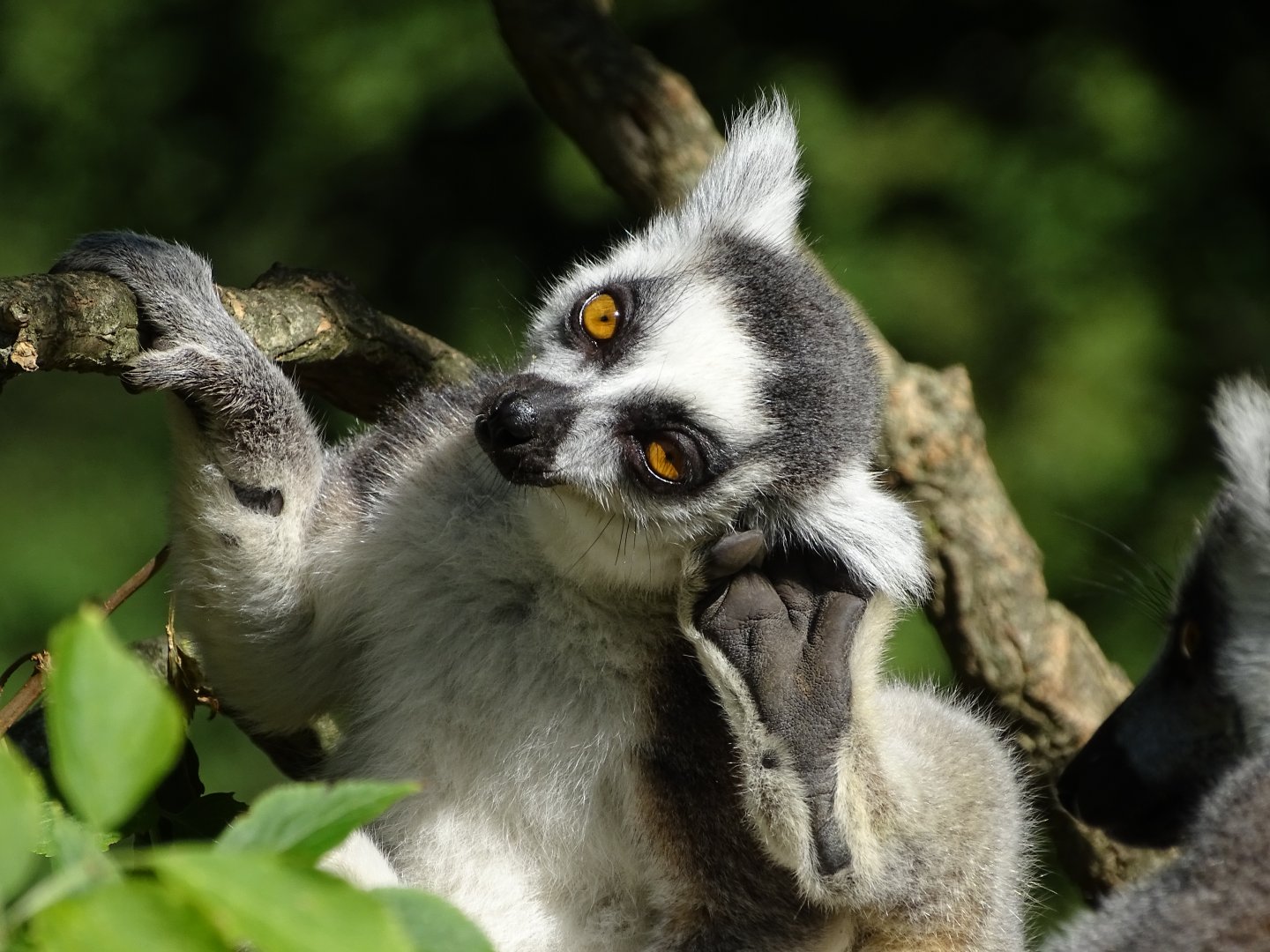 Ring-tailed lemur (Lemur catta)