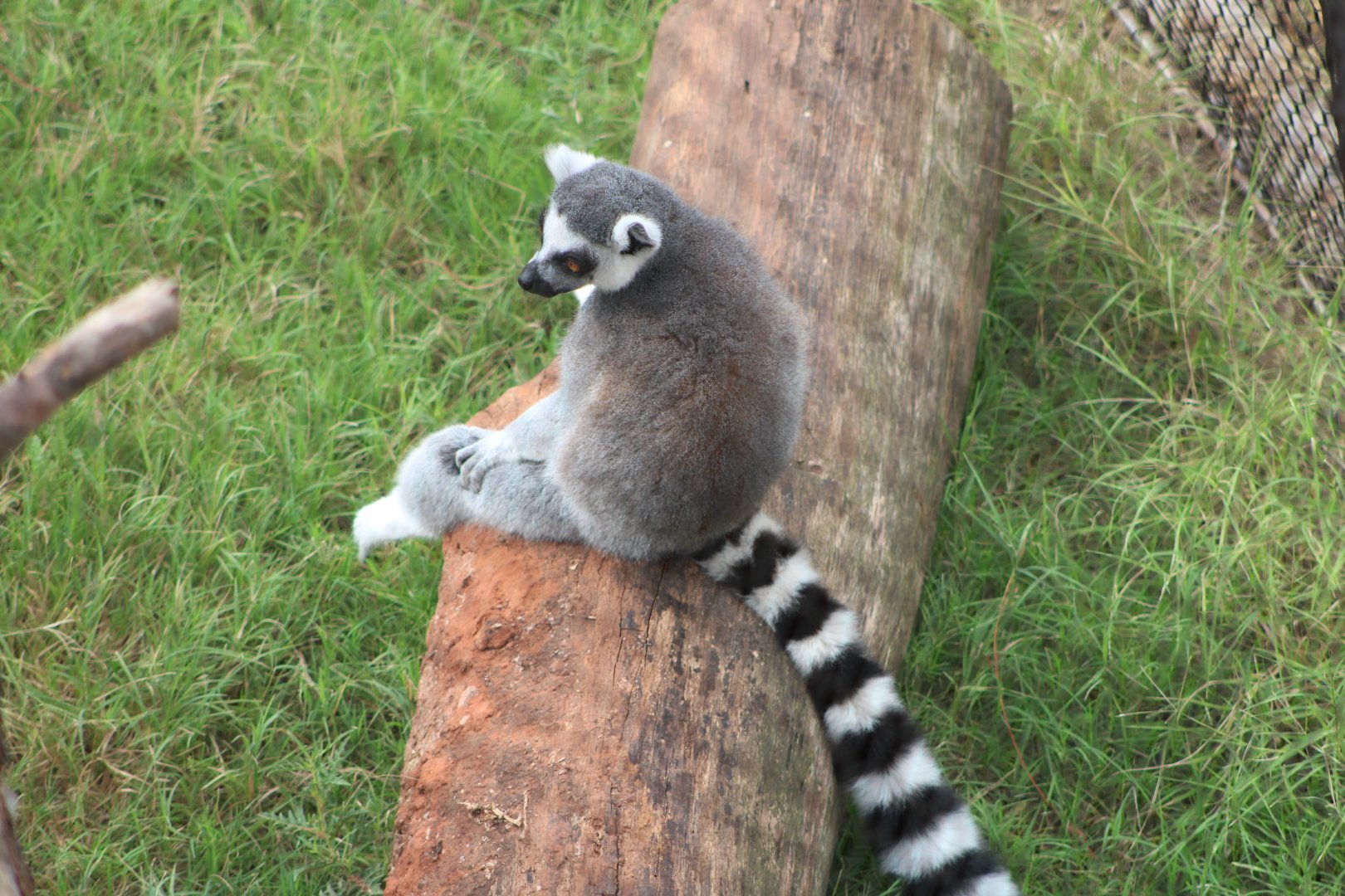 Ring-Tailed Lemur (Lemur catta)