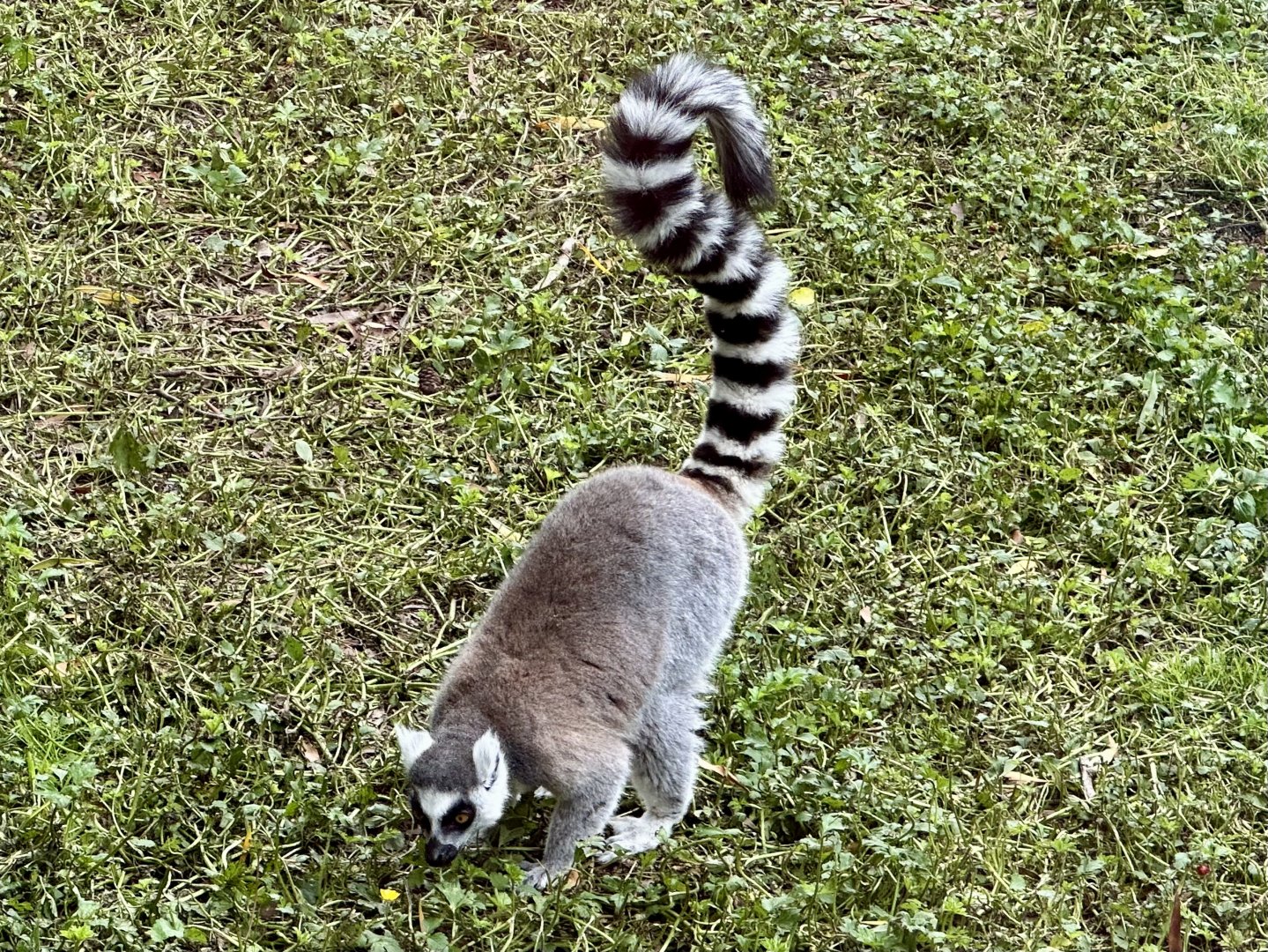 Ring-tailed lemur (Lemur catta)