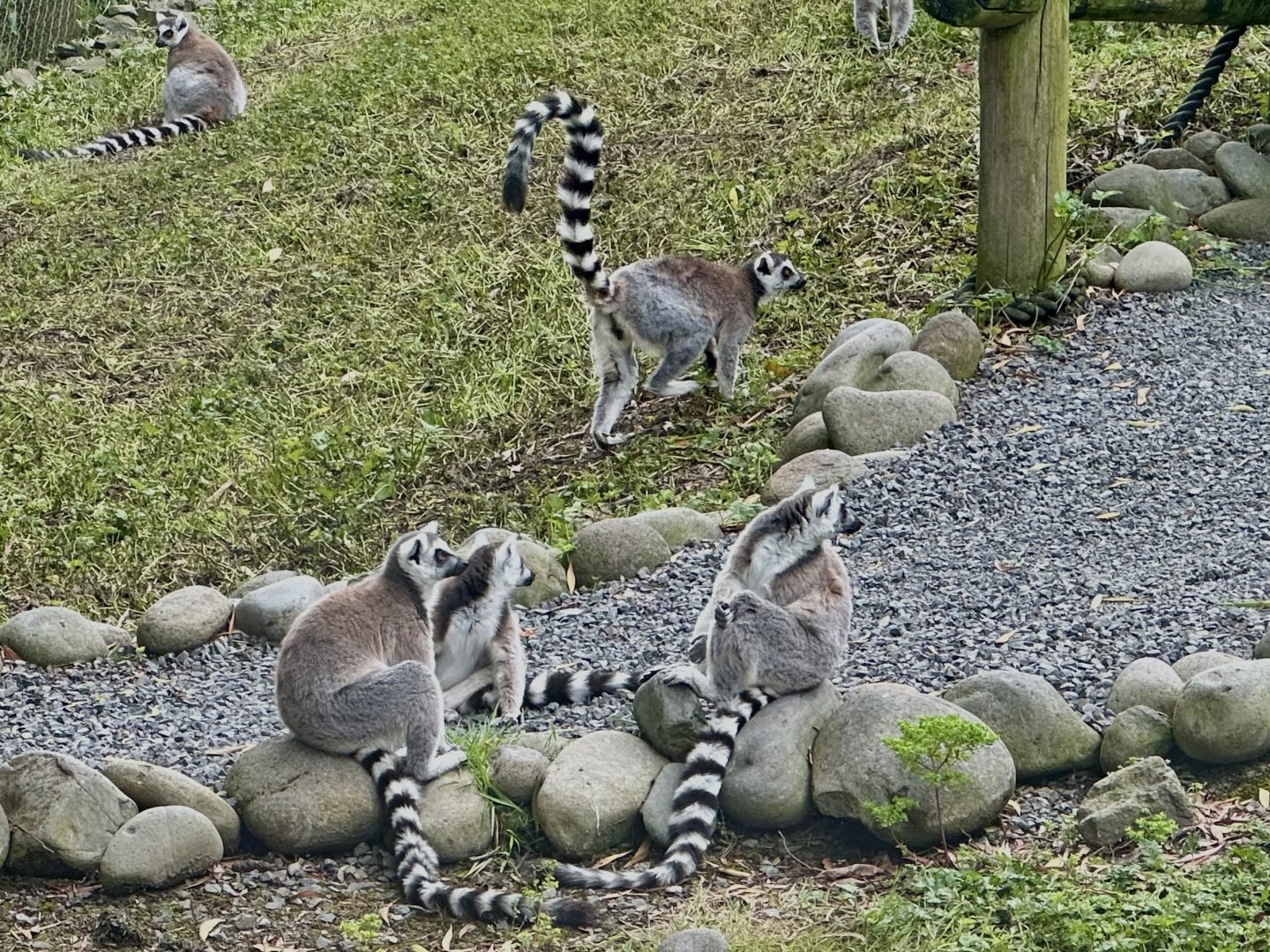 Ring-tailed lemur (Lemur catta)