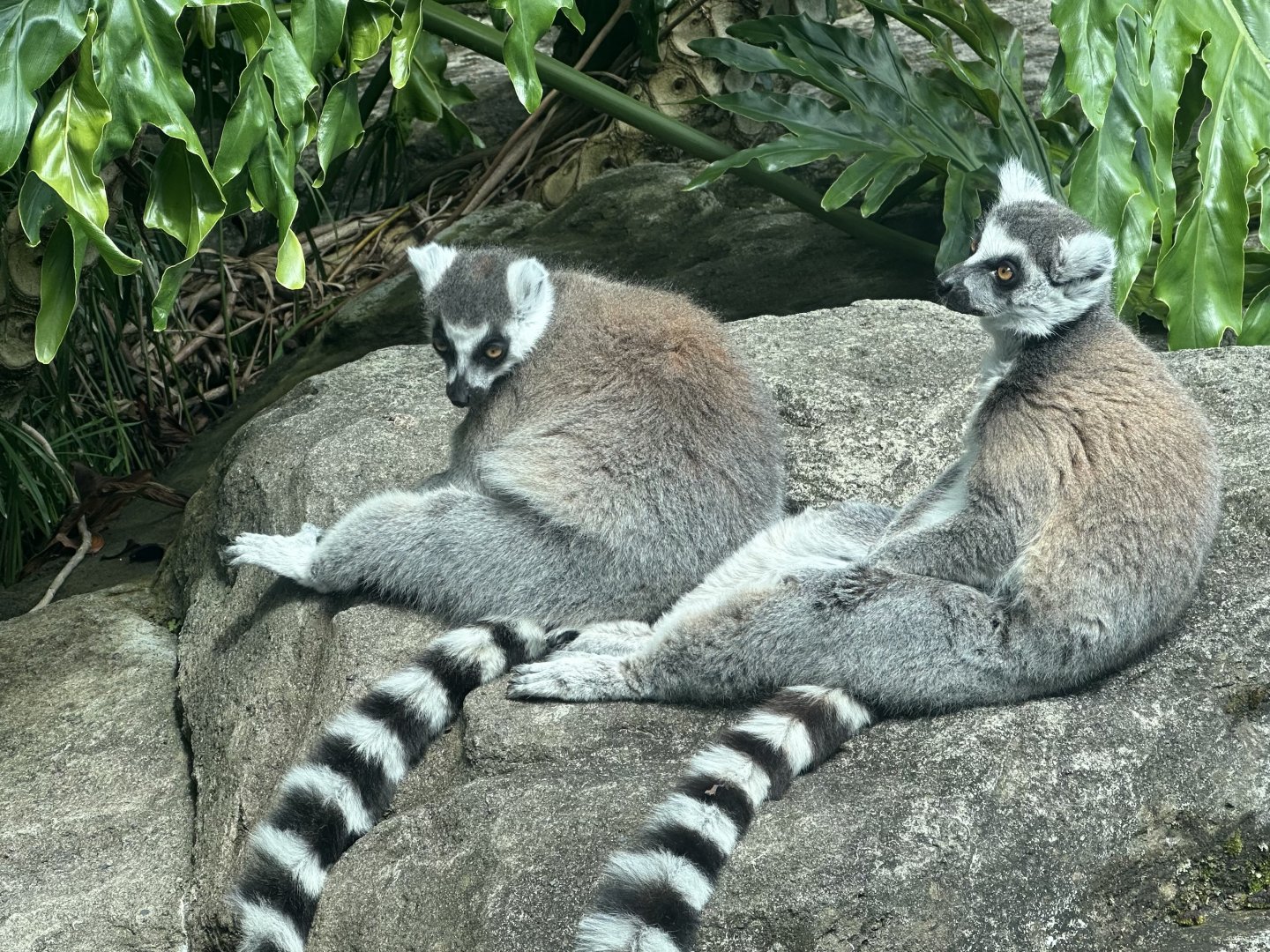 Ring-tailed lemur (Lemur catta)