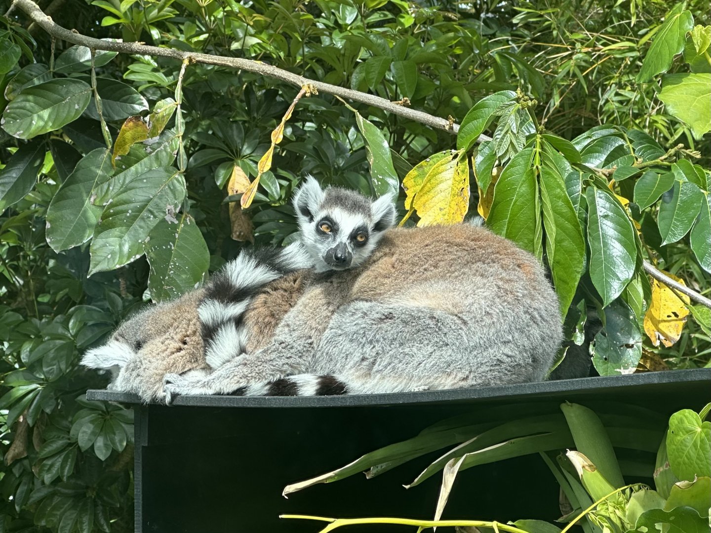 Ring-tailed lemur (Lemur catta)