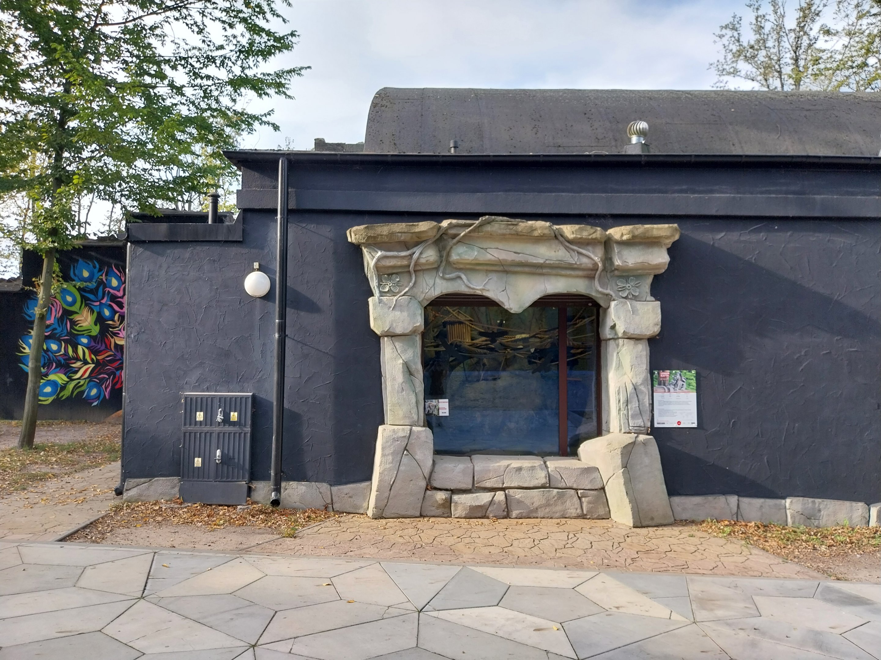 Ring-tailed lemur (Lemur katta)