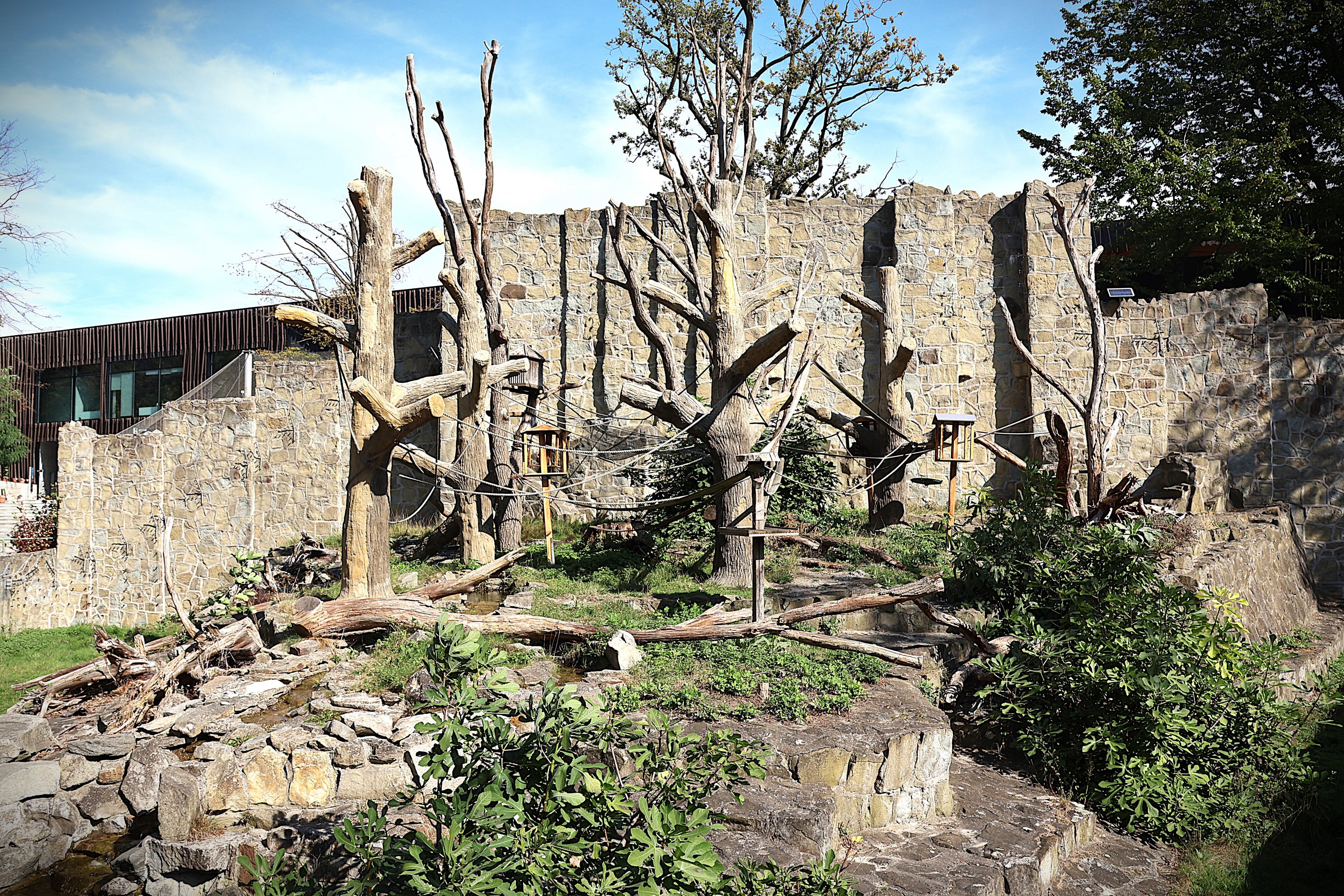 Ring-tailed lemur (Lemur katta)