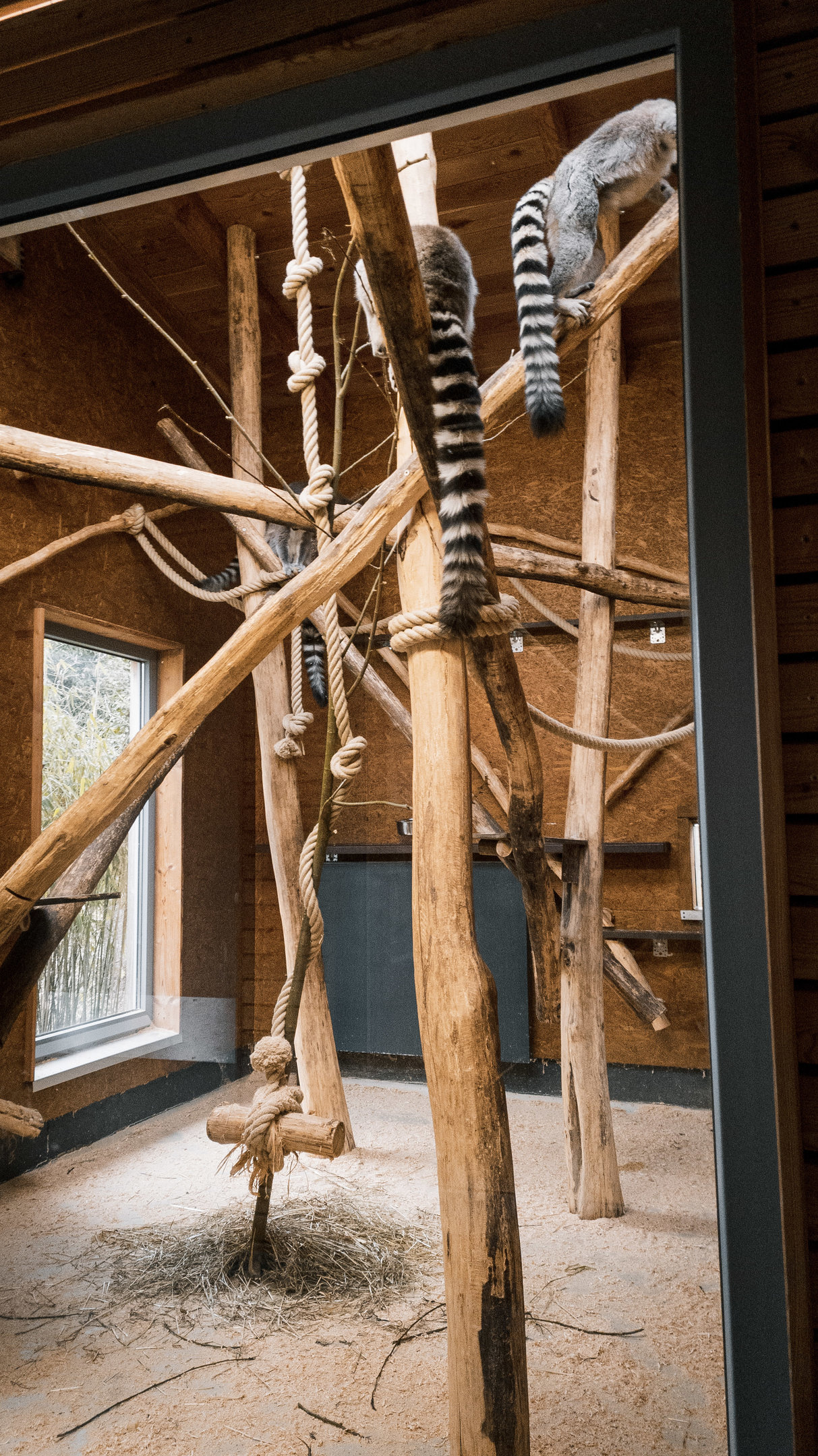 Ring Tailed Lemur Lemurs