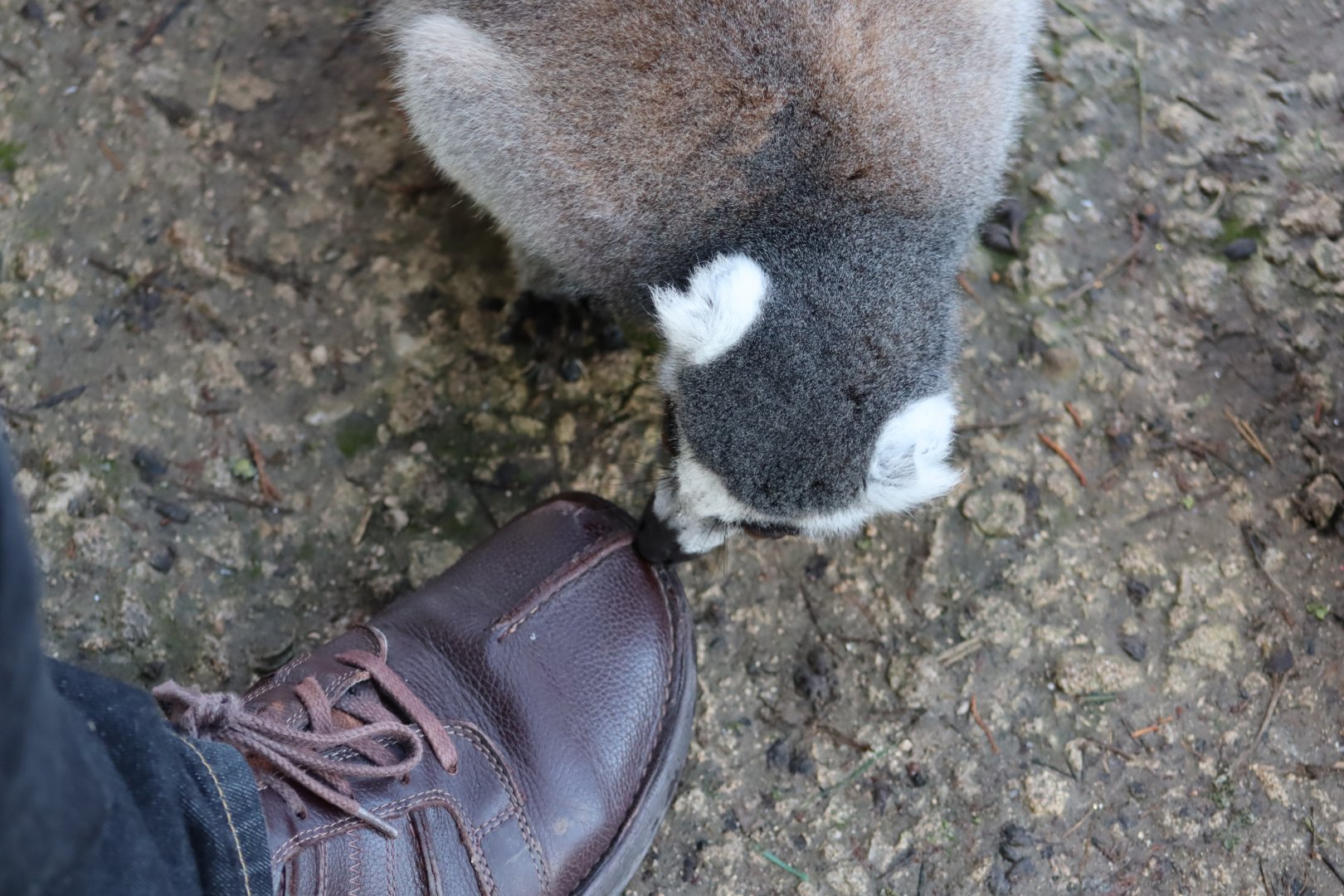 Ring-tailed Lemur licking shoe - 19 January 2020