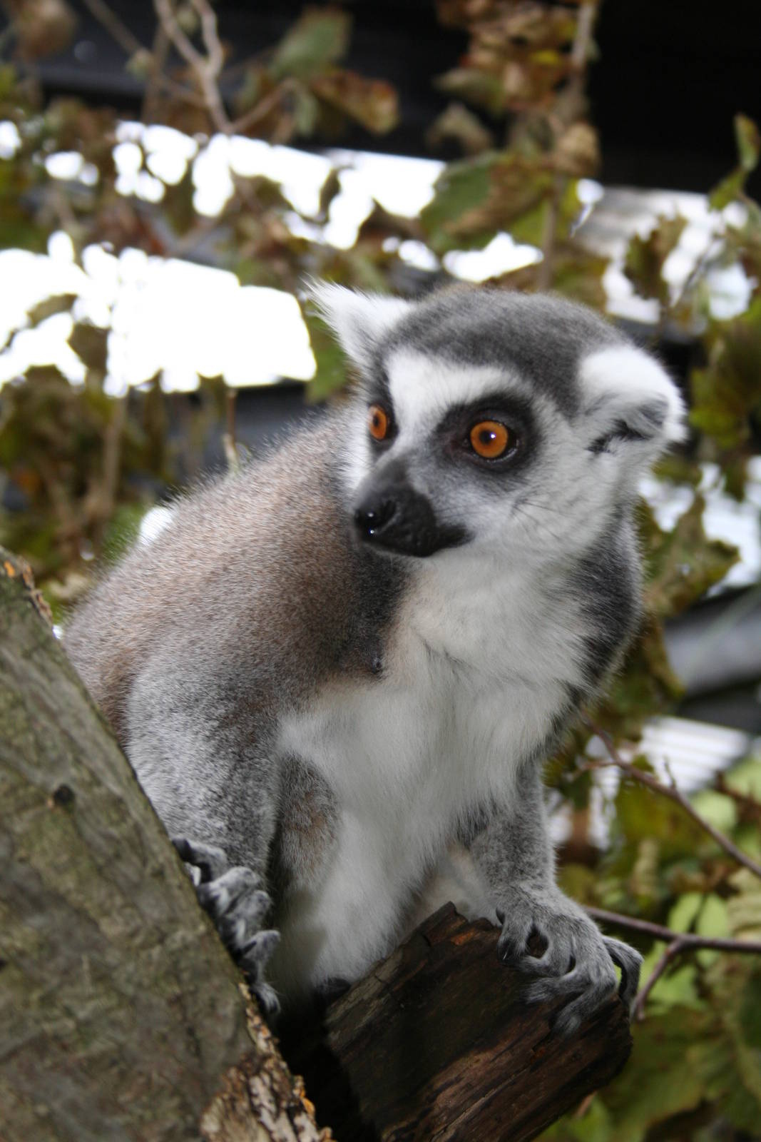 Ring-tailed lemur - London 07